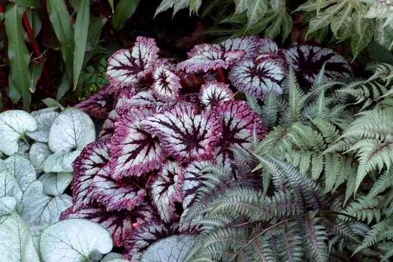 Begonia 'Fireworks', Rex Begonia 'Fireworks', Rex Cultorum Begonias, shade loving plants, shade plants, Silver Leaves, Purple Leaves, Bicolor Leaves